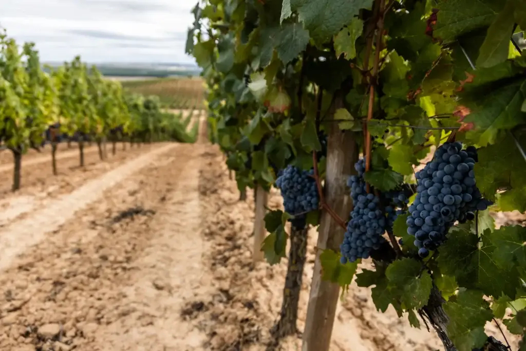 Viñedos de Carmenère en el Valle de Colchagua, el corazón de la producción vitivinícola en Chile.