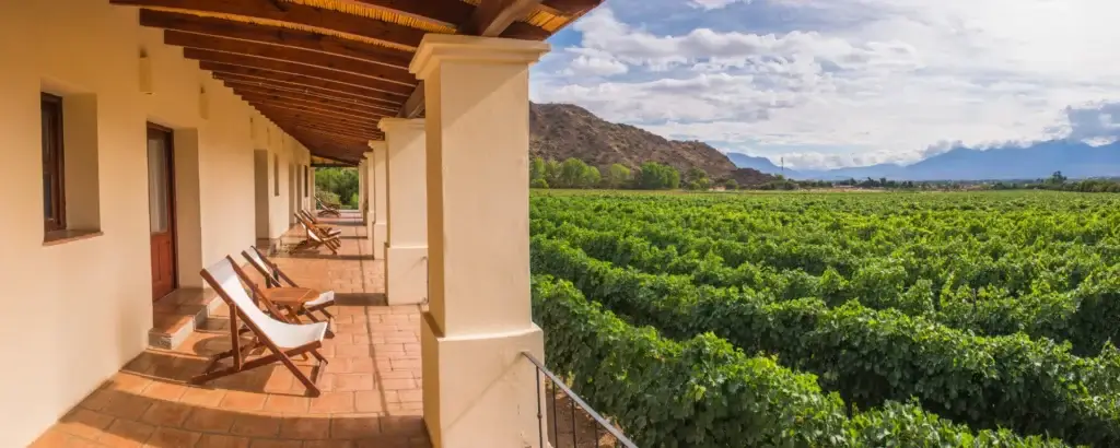 Terraza Viñedo Valle De Colchagua