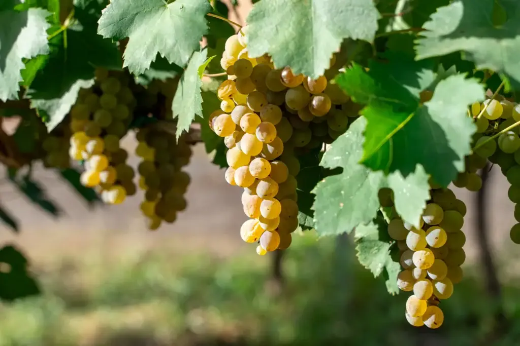 Uvas Valle De Casablanca