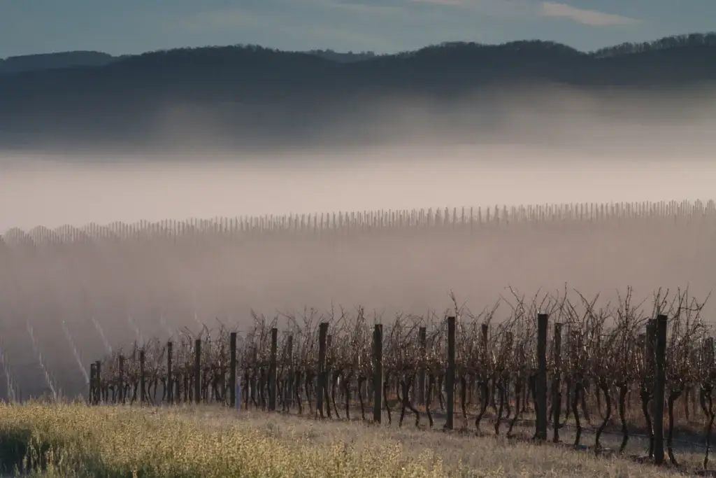 Valle De Casablanca Viñedo Niebla