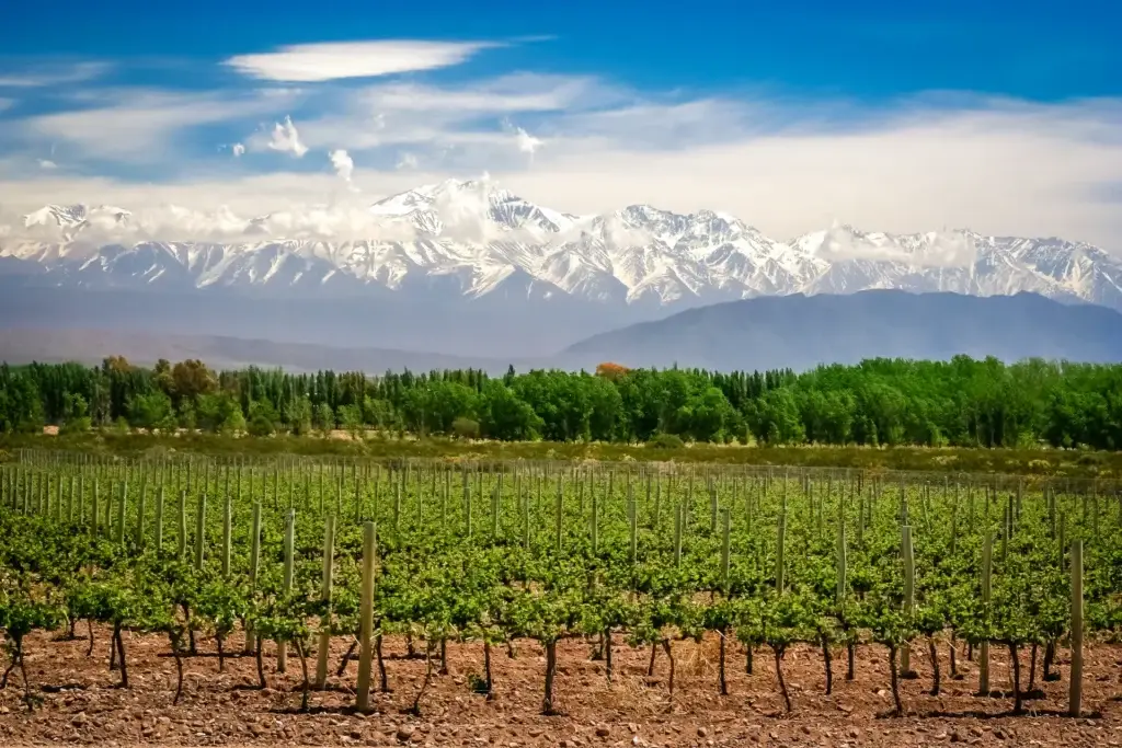 Valle Del Maipo Viñas Andes
