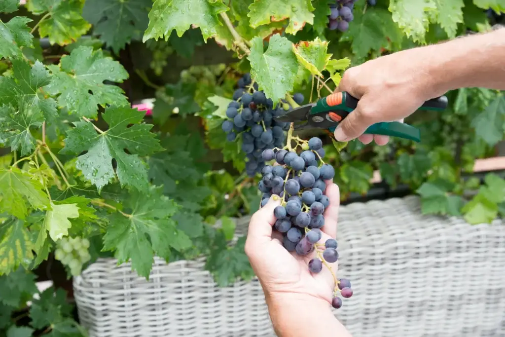 Vendimia Cómo Se Hace El Vino