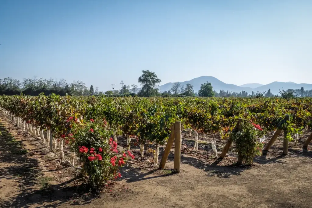 Viñas Y Montañas Cerca De Santiago