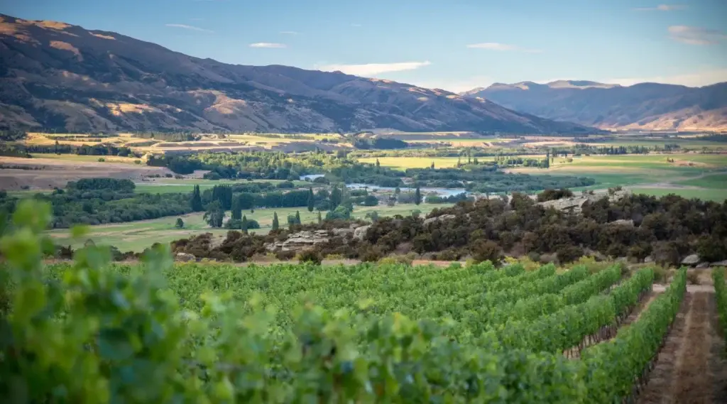 Panorámica del valle con cerros y parronales