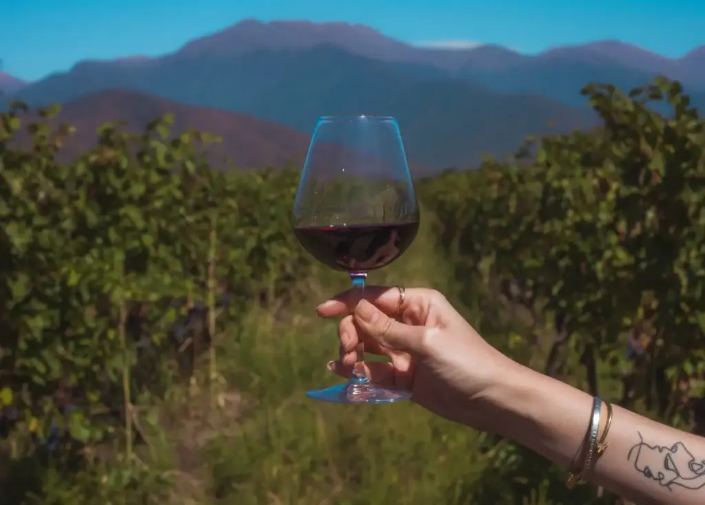 Vino En Viñas Cerca De Santiago