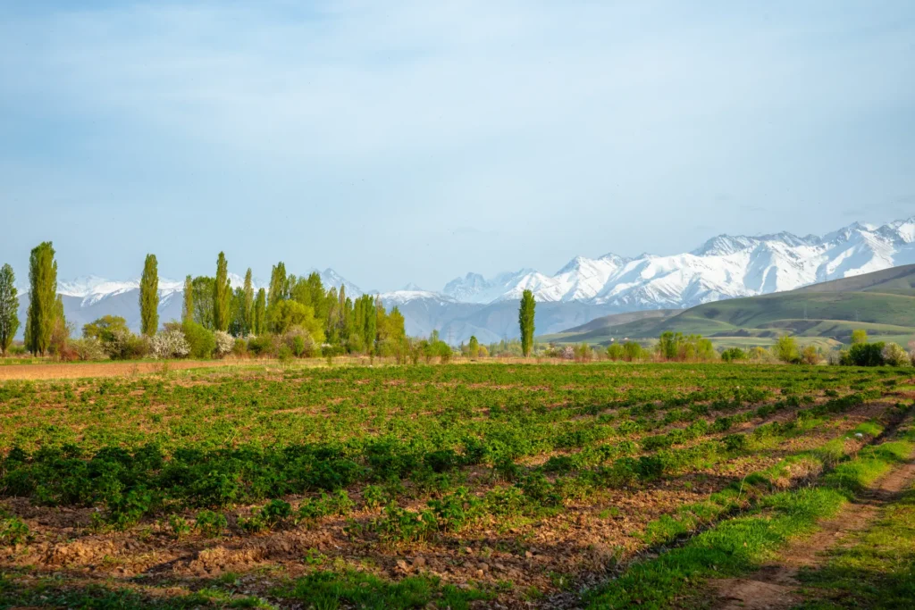 Vino Paisaje The Worlds 50 Best Vineyards Chile
