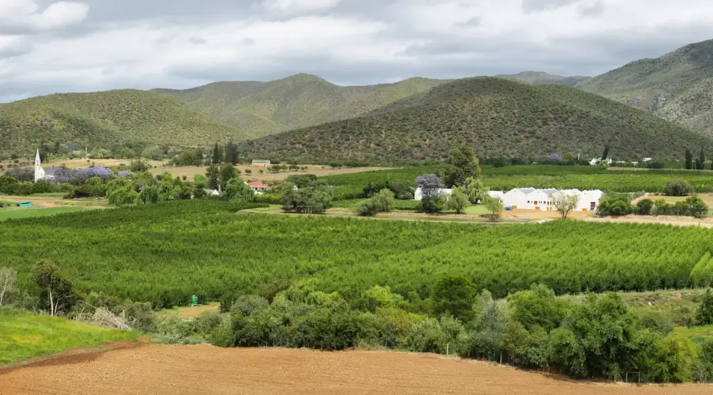 parronales antiguos de Itata sobre cerros, sin espalderas ni riego tecnificado