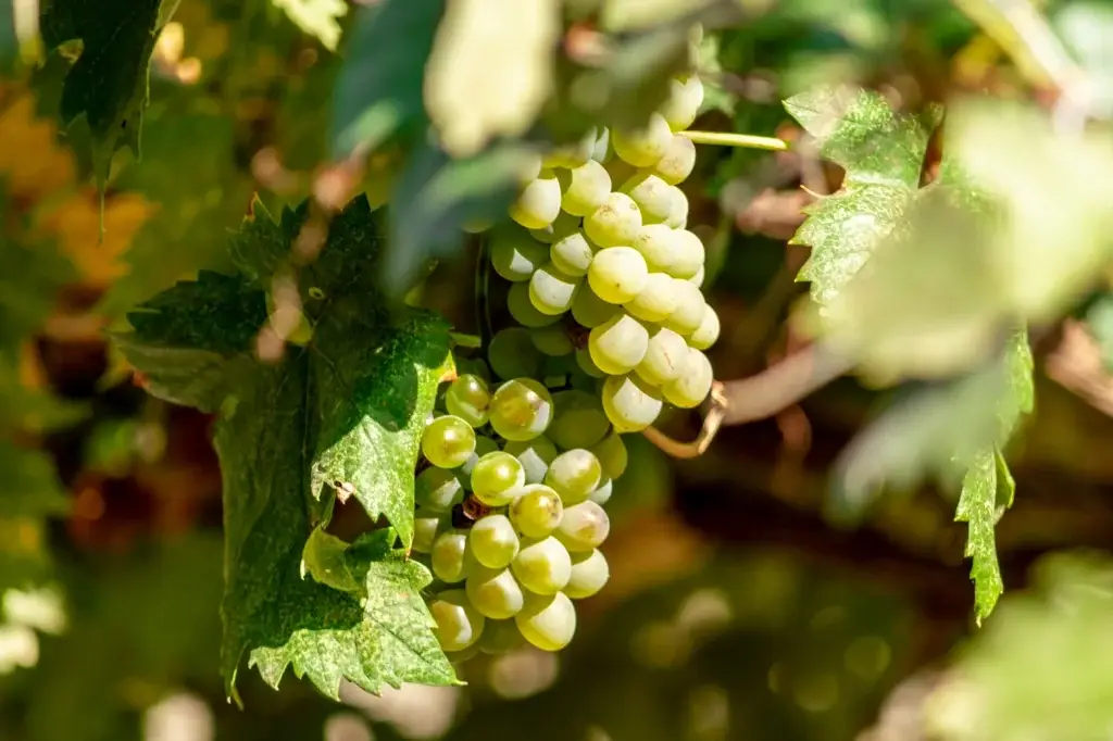 Racimo de uvas Chardonnay en el viñedo para la producción de vino blanco chileno