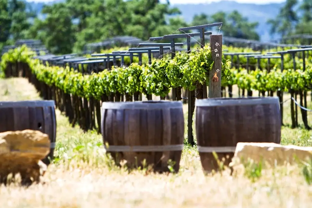 Barricas de roble y viñedos en hilera durante la ruta del vino en Colchagua